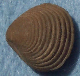 Bivalve