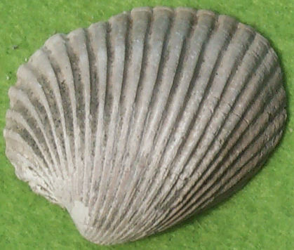Bivalve