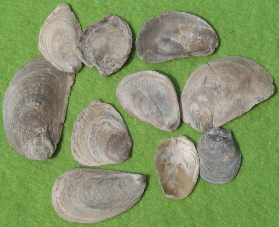 Bivalve