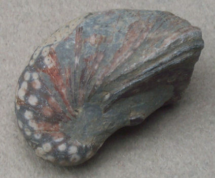 Bivalve - Gryphaea