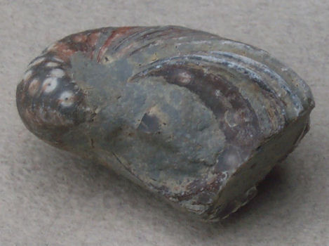 Bivalve - Gryphaea