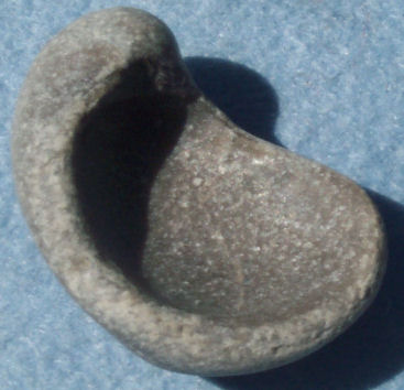 Bivalve - Gryphaea
