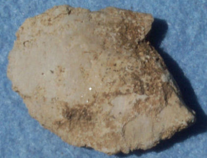 Bivalve
