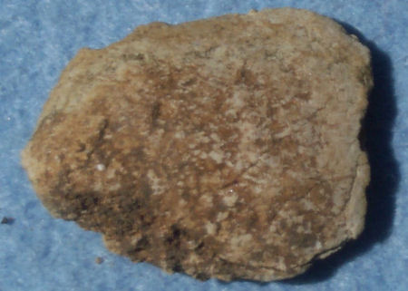 Bivalve
