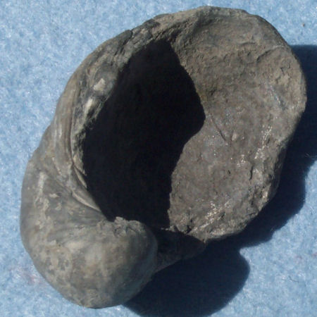 Bivalve - Gryphaea