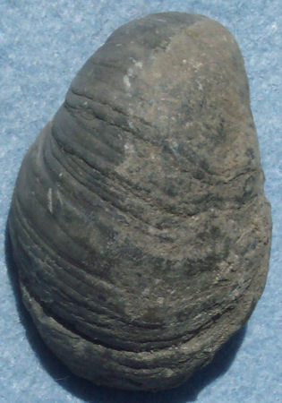 Bivalve - Gryphaea