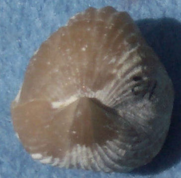 Brachiopod