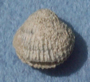 Brachiopod