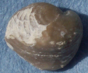 Brachiopod