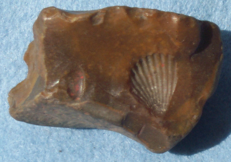 Brachiopod
