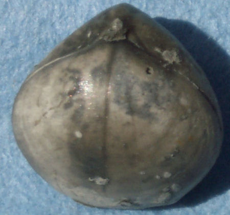 Brachiopod