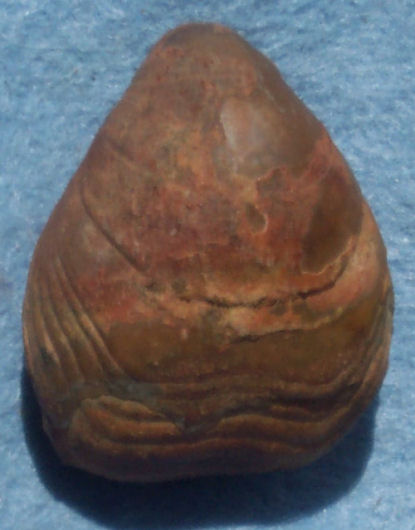 Brachiopod