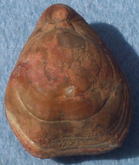 Brachiopod