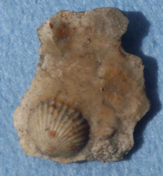 Brachiopod