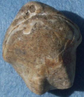 Brachiopod