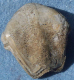 Brachiopod