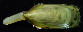 Brachiopod