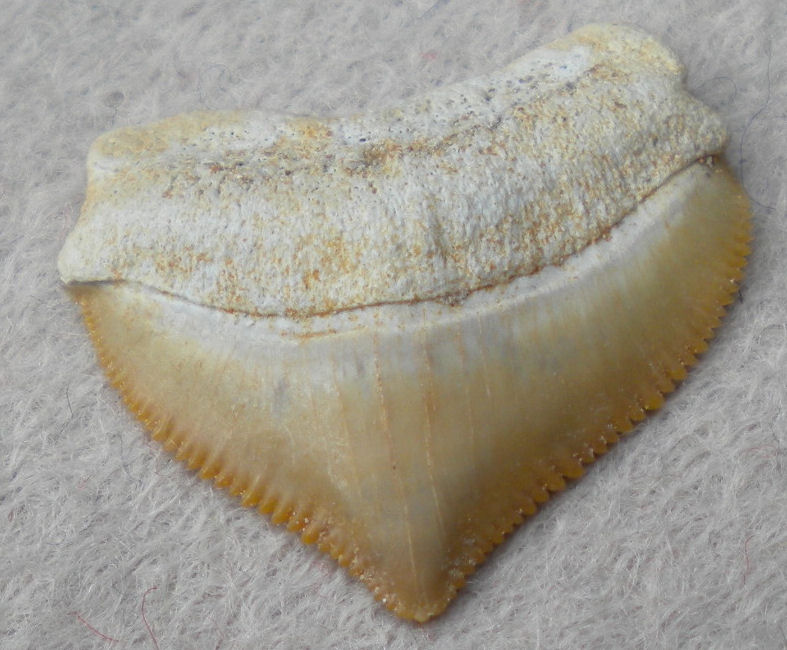 Corax tooth