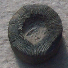 Crinoid stem - end