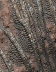 Crinoid arms