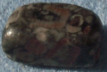 Crinoidal agate