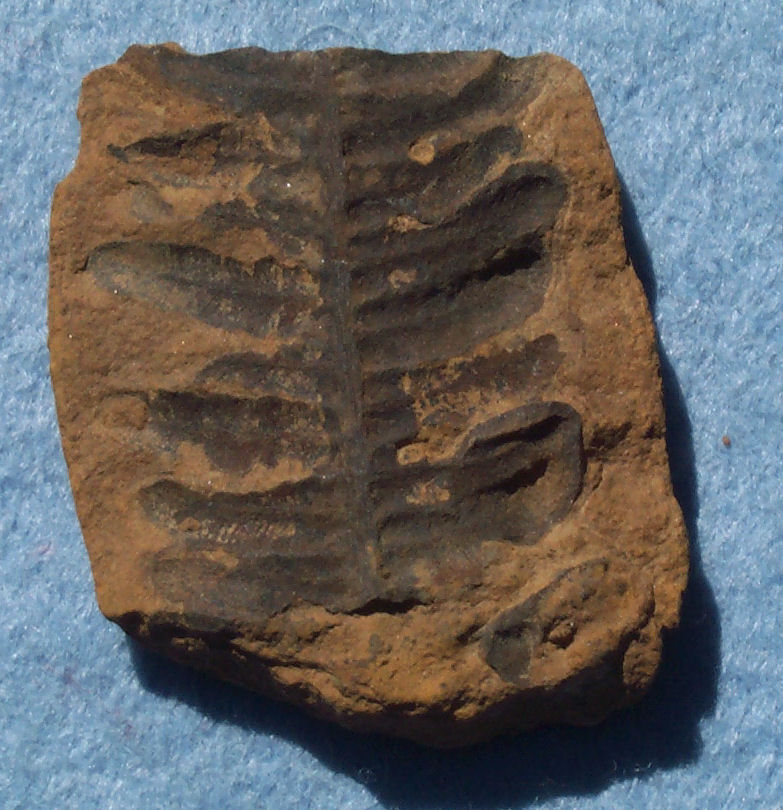 Fern