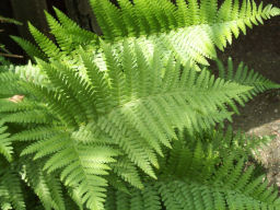 Modern ferns