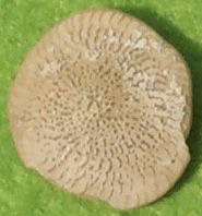 Foraminifera