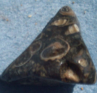 Turritella