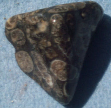 Turritella