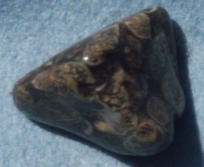 Turritella
