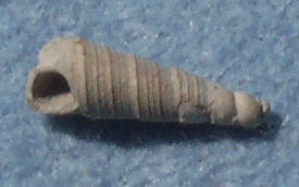 Turritella
