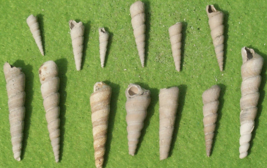 Gastropod