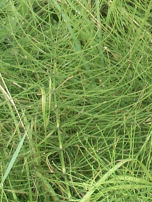 Modern Horsetail