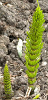Modern Horsetail