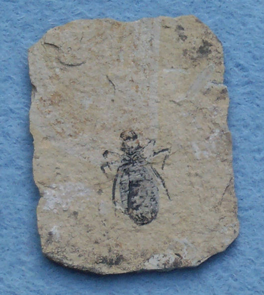 Dragonfly larva