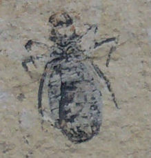 Dragonfly larva