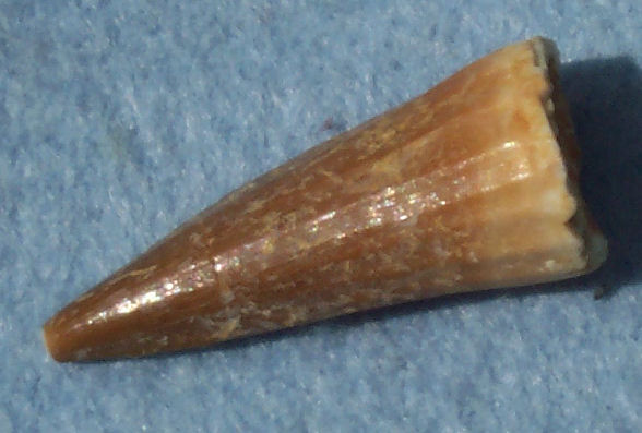 Mosasaur tooth