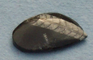 Nautiloid