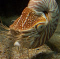 Live nautiloid