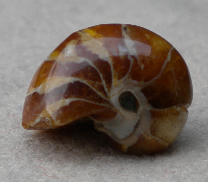 Fossil nautilus