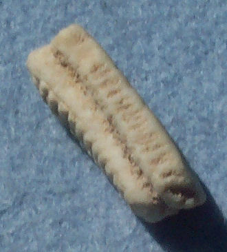 Ray tooth