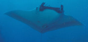 Live ray