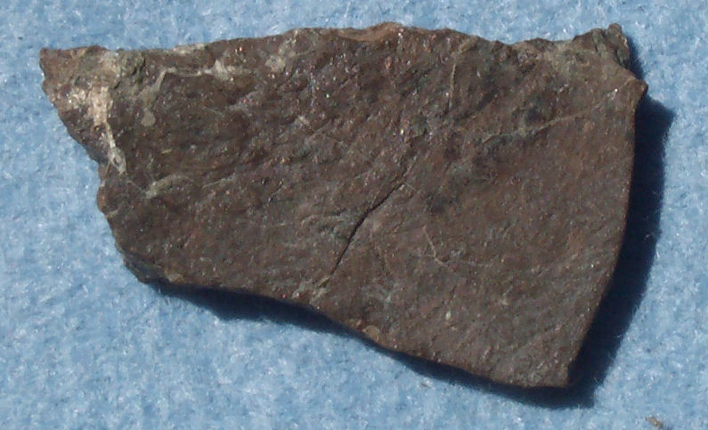 Rib bone of Plesiosaur