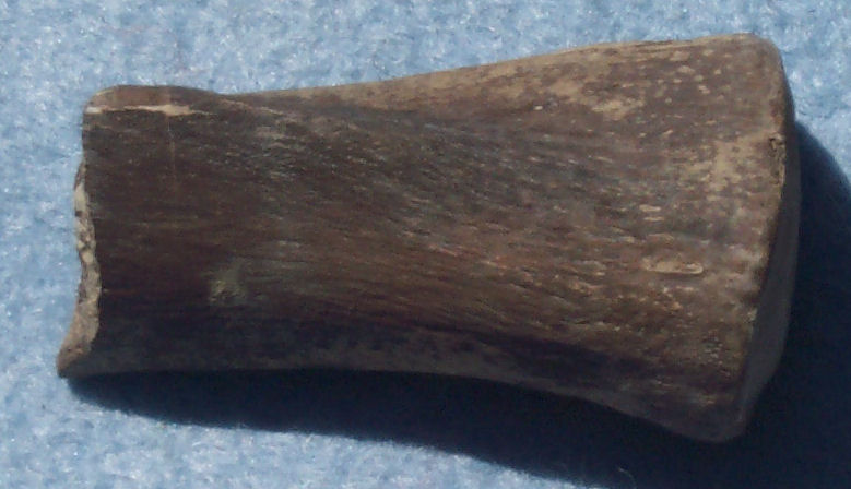 Rib bone of Plesiosaur