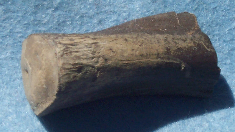 Rib bone of Plesiosaur