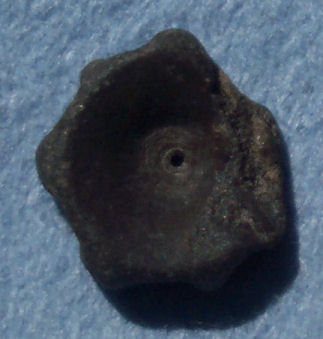 Tail vertebra of Ichthyosaurus