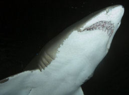 Shark