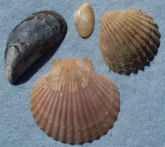 Sea shells