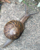 Snail